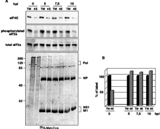 FIG. 4. Gene silencing of the eIF4E factor does not affect inﬂuenza virus protein synthesis but inhibits cellular protein translation