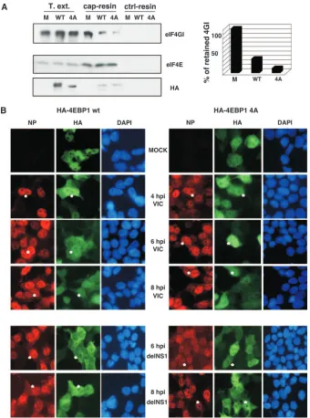 FIG. 5. Overexpression of HA-4E-BP1 proteins does not affect inﬂuenza virus infection in HEK293T cells
