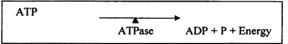 Figure 1. The catabolic breakdown of adenosine triphosphate (A TP) to adenosine diphosphate (ADP) and Pi by the enzyme ATPase