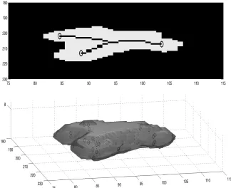 Fig. 2. A single neutrophil from the ROI in Fig. 1. (a) A single slice of the segmentedcorrespond to rows and columns
