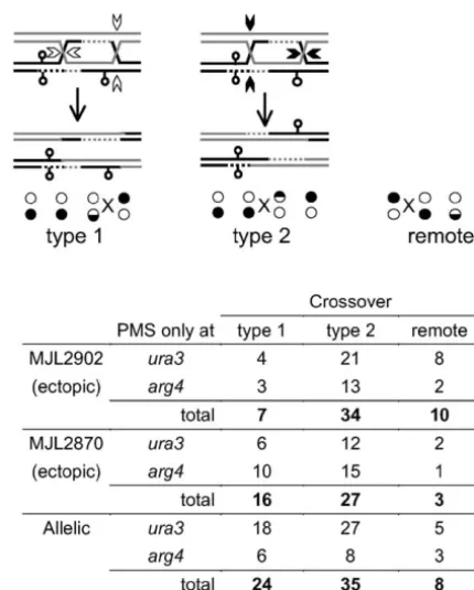 Figure 5.—Resolution of the dHJ intermediate. The inter-mediate diagrammed here is for the marker conﬁguration inMJL2902, or the allelic cross, and can be resolved in two waysto give rise to CO-associated gene conversion ofType 1 resolution (open arrowhead
