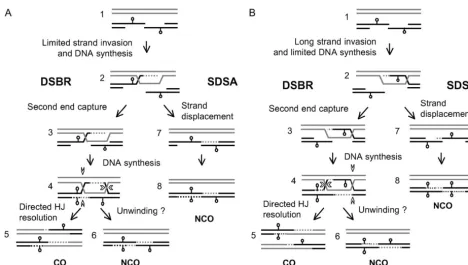 Figure 6.—Models for meiotic recombination based on our ﬁndings as well as those of others