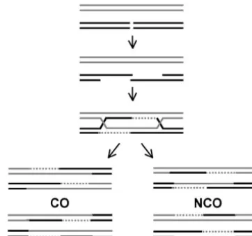 Figure 1.—DSBR model for meiotic recombination (takto give 3sequences and initiate DNA synthesis (broken lines) to forma dHJ intermediate