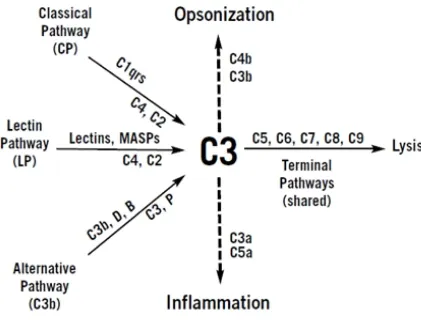 Fig 1: COMPLEMENT PATHWAYS 