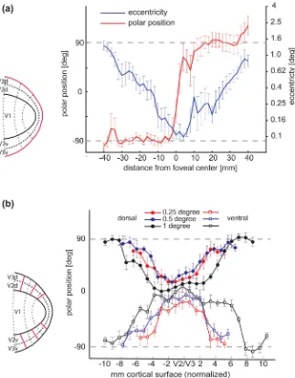 Figure 6.Quantitative analysis of isoeccentricity and isopolar lines. a, The vertical meridian representation that forms theanterior V3 border across all 10 measured hemispheres, as indicated by the red line in the pictogram on the left