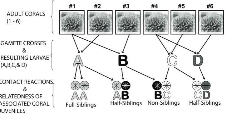Figure 1. Design of experimental gamete crosses. Design of experimental gamete crosses involving six parent colonies of Acropora millepora(identified by a number #) that were performed to establish four larval cultures referred to as full sibling groups A, B, C, & D.doi:10.1371/journal.pone.0039099.g001