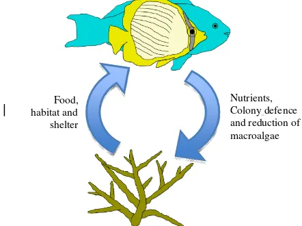 Figure 1: Interdependence between reef fishes and scleractinian corals.  
