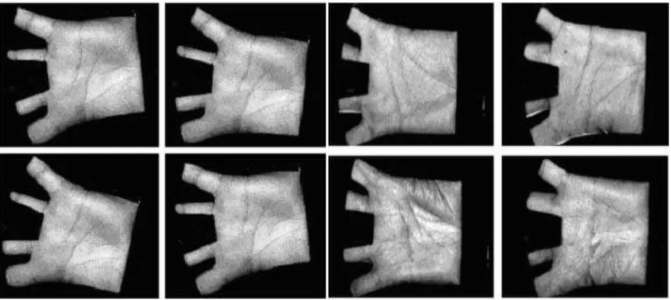 Fig. 2 Palm print Database images 