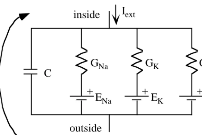 Fig. 1  Typical membrane circuit containing active Na and K channels, a leakage channel and a membrane