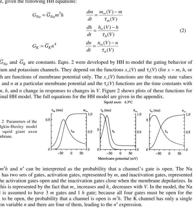 Figure 3 shows the evolution of the parameters of the HH model during an action potential.