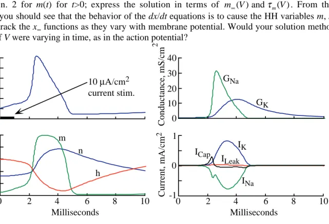 Fig. 3  Time course of the important variables in the HH model for nerve action potentials during an action potential