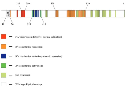 Figure 2.—Summary of the results of mutational analysis of Rgt1 function. The 10-amino-acid deletions begin just downstreamcause a phenotype or prevent expression of Rgt1 are represented, color-coded to the phenotype