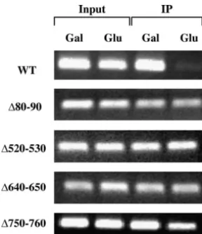 Figure 3.—Rgt1 constitutive repressors bind constitutivelyto the HXT1 promoter. Chromatin was prepared from wild-