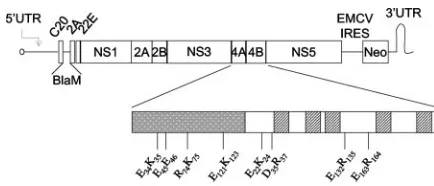 FIG. 1. Schematic of C20DX-BLaM. WNV subgenomic repliconcontaining the beta-lactamase (BLaM) transgene