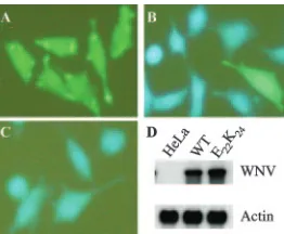FIG. 3. The NS4B-E22K24 mutation relieves WNV repression ofIFN antiviral response. Parental HeLa, C20DX-BLaM, or NS4B-