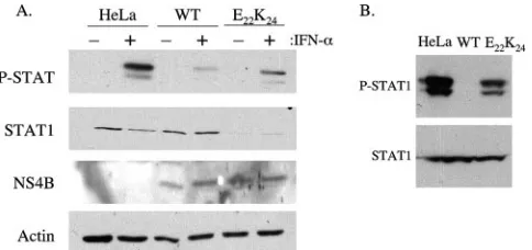 FIG. 4. The NS4B-Eblotting with the corresponding speciﬁc antibodies. Actin served as the2224BLaM (wild type [WT]) and NS4B-Euntreated or treated with 1,000 IU of IFN-poolC20DXrep/neo replicon harboring the NS4B-Ethe beta-lactamase transgene