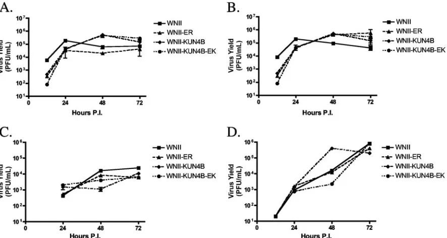 FIG. 9. Mutant viruses exhibit growth kinetics comparable to wild type. Wild-type (A and C) or IFN-�were infected at an MOI of 0.2 (A and B) or 0.002 (C and D) with WNII, WNII-ER, WNII-KUN4B, or WNII-KUN4B-EK for 12, 24, 48, and 72 h./� receptor knockout (