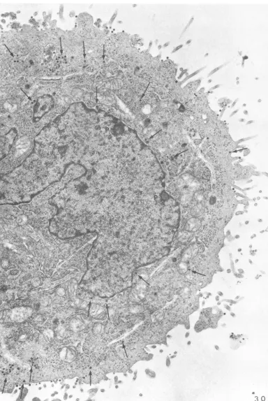 FIG. 30.Fig. Free virus (marked by arrows) within the cytoplasm at 1 hr. Note two niuclear pockets (P)