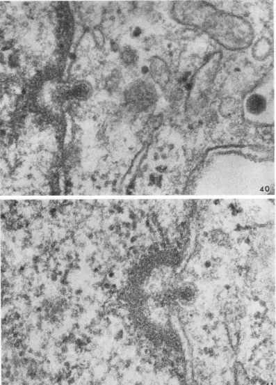 FIG. 40.altered Core material (nucleoprotein) in the process of release to virion is shown on the surface of the cell; 40 min