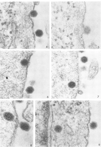FIG. 4-6.graphscompared Passage of virus into the cytoplasm. Note that the extracellular particles in these and otlher micro- are seldom in apposition with the cell membrane