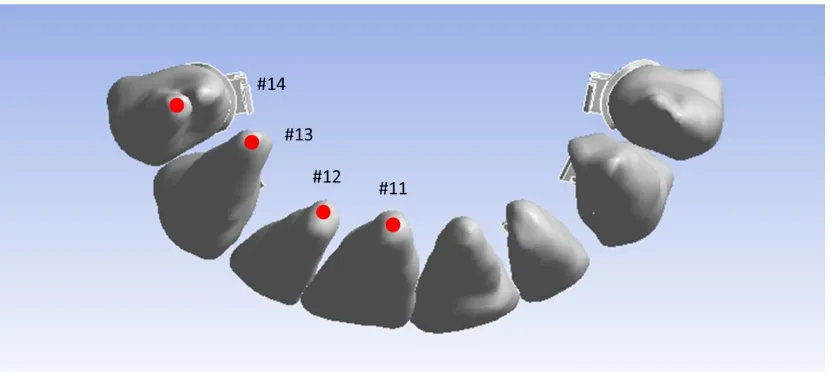 FIGURE 7b: REFERENCE POINTS MARKED AT THE ROOT APEX (RA) 