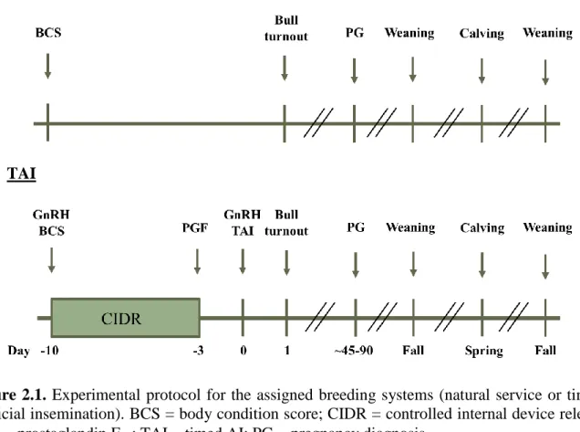 Figure 2.1.  Experimental  protocol for the assigned breeding systems  (natural  service or timed- timed-artificial insemination)