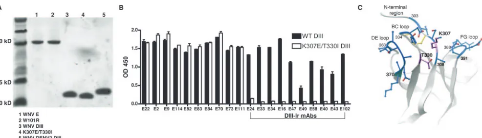 FIG. 1. Expression of loss- and gain-of-function of DIII variant proteins. (A) Sodium dodecyl sulfate–10% polyacrylamide gel electrophoresisshowing the recombinant E proteins after puriﬁcation