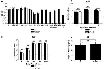 FIG. 4. Detection of DII-ﬂ antibodies in mouse serum. (A) ELISA comparing MAb binding to wild-type and W101R WNV E proteins.(B) Levels of serum IgM against the wild-type and W101R WNV E proteins