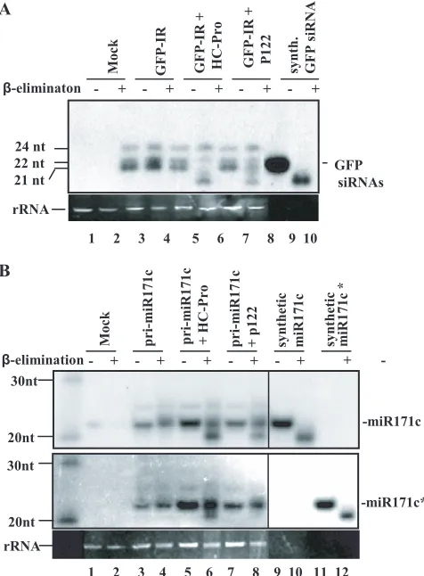 FIG. 7. Effect of p122 protein on the methylation of GFP-derivedsiRNA and overexpressed miRNA 171c