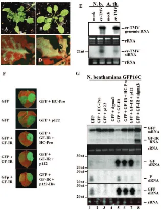 FIG. 1. Effects of cr-TMV infection and expression of the p122 silencing suppressor. (A and B) Infection of A