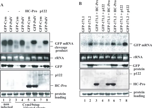 FIG. 4. p122 protein does not inhibit preassembled siRISC or miRISC activity in vivo. (A) GFP-Cym or GFP-PolV sensor constructs were inﬁltratedinto Cym19stop-infected recovered leaves