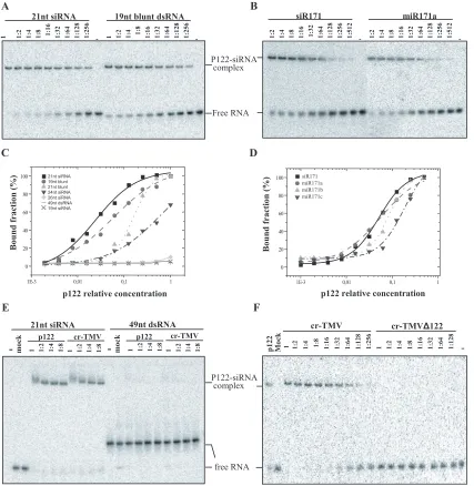 FIG. 5. Afﬁnities of p122 protein for different RNA duplexes. Twenty-one-nucleotide bona ﬁde siRNA and 19-nt blunt-ended RNA duplexes(A) or 21-nt siRNA and miR171 duplexes (B) were incubated with a dilution series of p122-inﬁltrated plant extracts and loaded on a 5% native