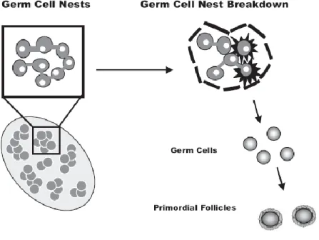 Figure 5. Breakdown of germ cell nests and primordial follicle assembly. Prior to d 80 of  gestation cow germ cells are found in cell nests