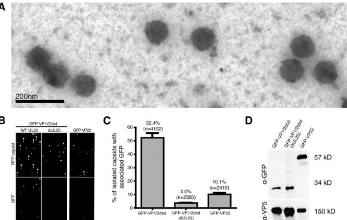 FIG. 3. VP1/2cbd is associated with capsids isolated from PRV-infected cell nuclei. (A) Representative image of capsids isolated from theinfected cell nuclei