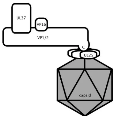 FIG. 6. Illustration of capsid and tegument protein interactions.Protein interactions are based on the ﬁndings of this study and previ-