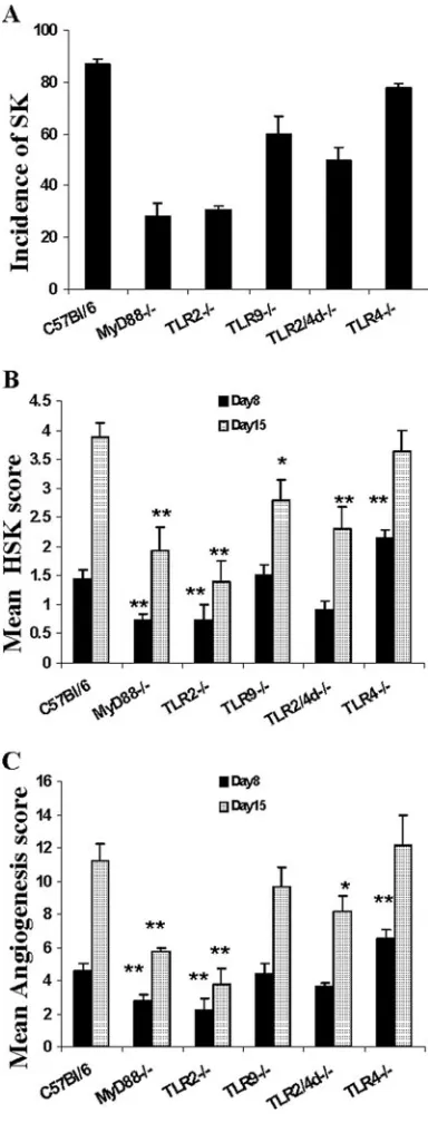 FIG. 2. Reduced SK lesions and neovascularization in TLR2�controls). (C) Mean angiogenesis lesion scores at day 8 and day 15 p.i.of WT, TLR4age severity of SK in each group of mice (TLR2/4dof disease compared to TLR9MyD88PFU HSV-1 RE at day 15 p.i
