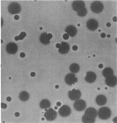 FIG. 1.on mixedly Plaque morphology of Lys+ and Lys- phages infected plates.