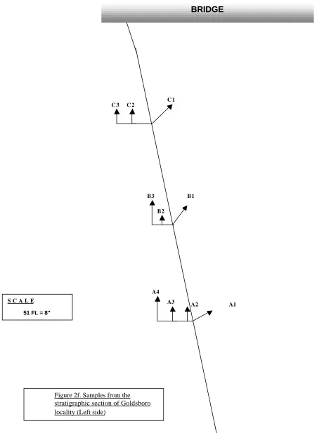 Figure 2f. Samples from the stratigraphic section of Goldsboro 