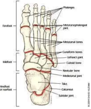 Figure 1. Figure shows Anatomy of foot 