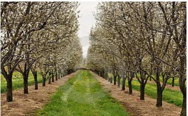 Figure 1: Example of tree rows in the orchard [Dream-stime, 2013]