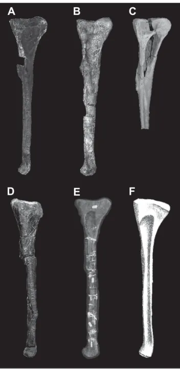 Figure 6. A, Abelisauroid fi bula MPMA 08-0069-13; B, Majungasaurus  crenatissimus (modifi ed from Carrano, 2007); C,  Masiakasaurus  knopfl eri (modifi ed from Carrano et al., 2011); D, Berberosaurus  liassicus (modifi ed  from  Allain  et al., 2007); E, 