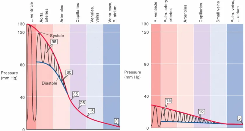 Figure 2.3 Pressure gradients in the systemic (left) and pulmonary (right) networks, indicat-ing that the systemic network operates at a much higher pressure than the pulmonary network.Boxed numbers mark mean pressure values at each level