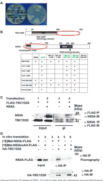 FIG. 1. TBC1D20 interacts with the N terminus of NS5A. (A) (Left) A plate from the GAL4-based yeast two-hybrid assay lacking tryptophanand leucine on which yeast cotransformed with the indicated plasmids was plated, selecting for the presence of both the bait (BD; Leu) and prey