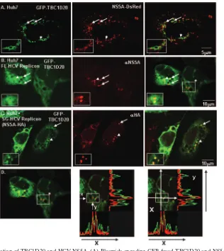 FIG. 2. Partial colocalization of TBC1D20 and HCV NS5A. (A) Plasmids encoding GFP-fused TBC1D20 and NS5A fused to Ds-Red werecotransfected into Huh7 cells