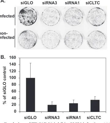 FIG. 4. Depletion of TBC1D20 inhibits HCV infection. (A) In-cellWestern blots of Huh7.5 cells transfected with the indicated siRNA