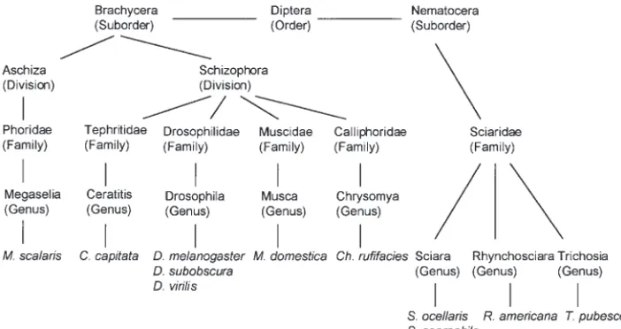 Figure 1.—Phylogenetic rela-tionships of the dipterans whose