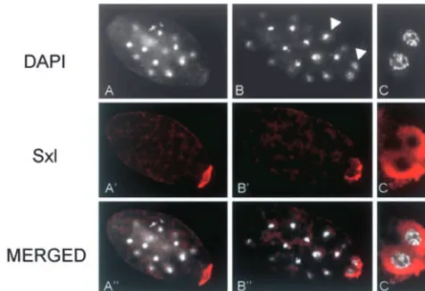 Figure 8.—Distribution of Sxl protein in preblastodermstage embryos ofindirect immunolabeling with anti-Sxl antibody (in red) of awhole embryo showing the germ nuclei (arrow) and the so-matic nuclei (arrowhead)