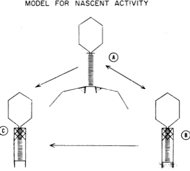 FIG. 12.for Model for nascent adsorbability. (See text explanation.)
