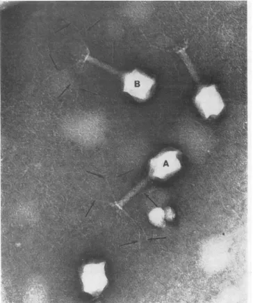 FIG. 3.arrows.ing Electron microgr-aph showinig nascent phage produced by allowinig bacteria infected with cofactor-requir- T4 to lyse on an electron microscope grid maintained at 37 C