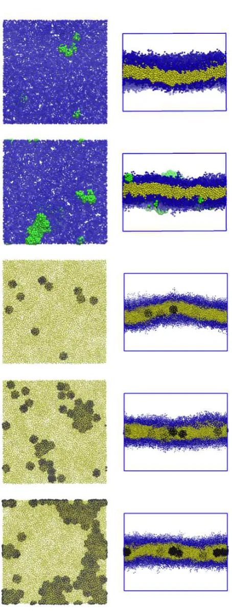 FIG. 1.Simulation snapshots showing representative conﬁgurations for (top to bottom) NE
